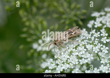 Espèce d'andouiller (Cerapteryx graminis). Banque D'Images