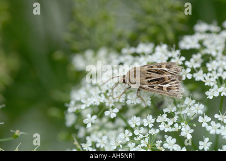 Espèce d'andouiller (Cerapteryx graminis). Banque D'Images