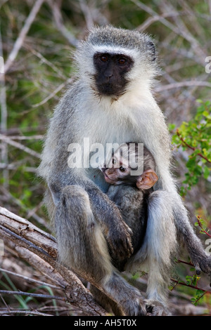 Singe Cercopithecus aethiops avec bébé parc national Kruger en Afrique du Sud Banque D'Images