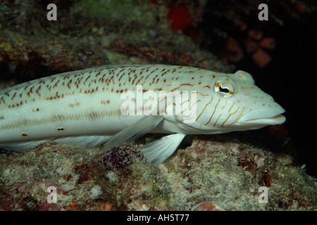 Grubfish hexophthalma Blacktail (Parapercis) attend sur un rocher Banque D'Images