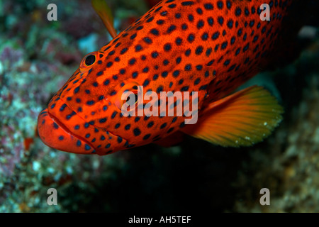 North Male Atoll Maldives Okobe UN Vermillon Rock cod Cephalopholis Miniata Banque D'Images