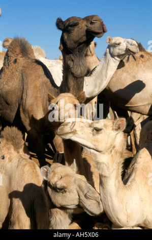 Les chameaux en vente marché aux chameaux marché du vendredi Le Caire ...