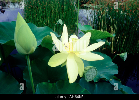 Un beau jaune pâle ouverte Nelumbo lutea lotus jaune d'Amérique Banque D'Images