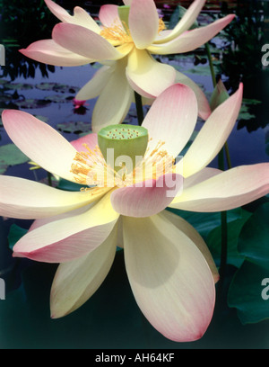 Deux rose pâle, jaune et blanc fleurs de lotus Nelumbo Banque D'Images