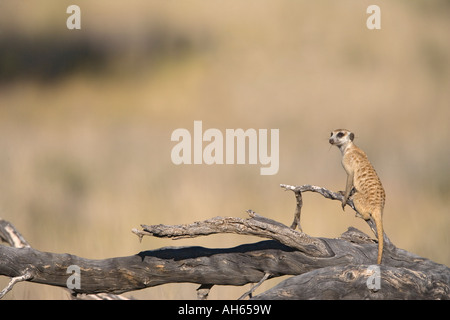 Meerkat Suricata suricatta sentry Parc transfrontalier de Kgalagadi en Afrique du Sud Banque D'Images