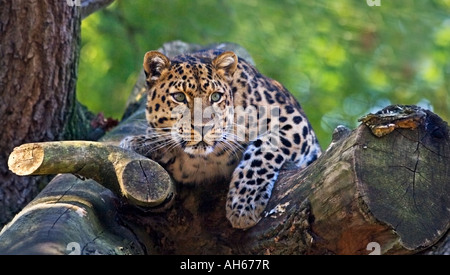 Amur Leopard (Panthera pardus orientalis) Banque D'Images