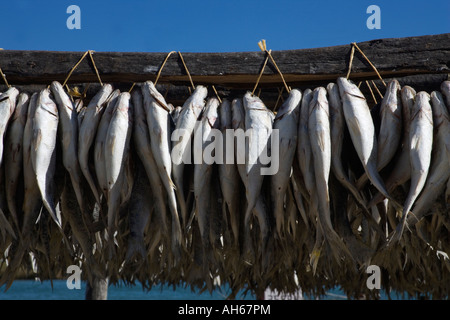 Bokkoms sundrying Velddrif poisson séché Western Cape Afrique du Sud Banque D'Images