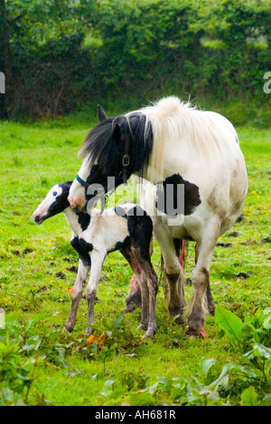 Comté de Donegal Ardara Ireland a mare avec son nouveau poulain né Banque D'Images