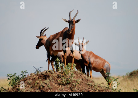 Topi trois hommes debout sur une termitière dans le Masai Mara National Reserve Kenya Afrique de l'Est Banque D'Images