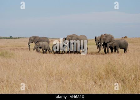 Les éléphants femelles et veaux pâturage sur l'herbe haute dans la Masai Mara National Reserve Kenya Afrique de l'Est Banque D'Images