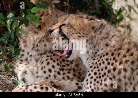 Deux jeunes de la moitié cultivées sous un repos cheetah croton bush dans le Masai Mara National Reserve Kenya Afrique de l'Est Banque D'Images