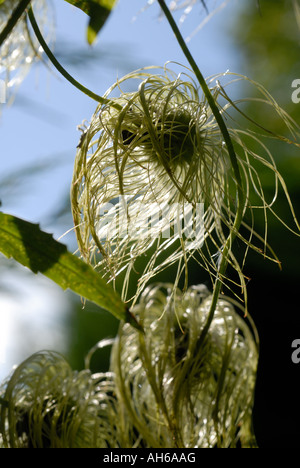 Hairy seedheads de clématites tangutica escalade par Leylandii hedge Banque D'Images