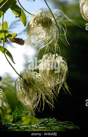 Hairy seedheads de clématites tangutica escalade par Leylandii hedge Banque D'Images