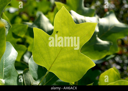 Jeunes feuilles rétroéclairé d'un tulipier de Virginie Liriodendron tulipifera forme comme une tulipe Banque D'Images