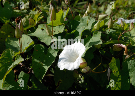 Liseron Calystegia sepium plus bourgeons fleurs Banque D'Images