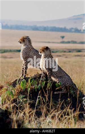 Deux jeunes alerte guépard assis sur une termitière dans le Masai Mara National Reserve Kenya Afrique de l'Est Banque D'Images