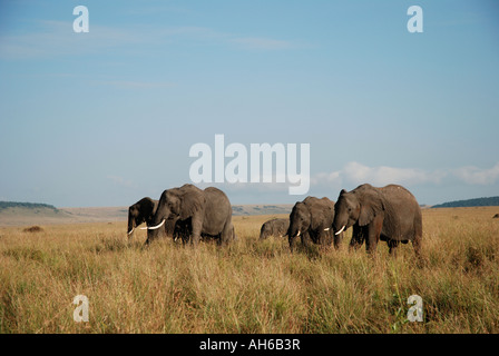 Les éléphants femelles et veaux pâturage sur l'herbe haute dans la Masai Mara National Reserve Kenya Afrique de l'Est Banque D'Images