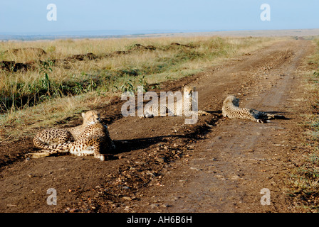 Quatre jeunes cheetah détente sur la route de terre dans la réserve nationale de Masai Mara au Kenya Afrique de l'Est Banque D'Images