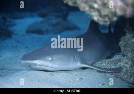 Whitetip Reef Shark (Triaenodon obesus) situé sur la plage de sable de l'océan en dessous de Boulari Channel, Nouméa, Nouvelle-Calédonie Lagoon. Banque D'Images