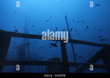 Banc de poissons nager autour de l'épave du Toho, lagon de Nouméa, Nouvelle-Calédonie. Banque D'Images