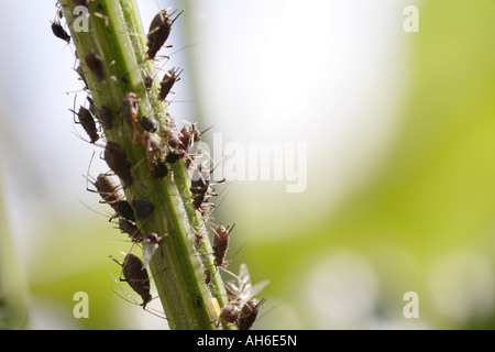 Le Puceron noir de la fève (Aphis fabae) sur tige de la plante, UK Banque D'Images