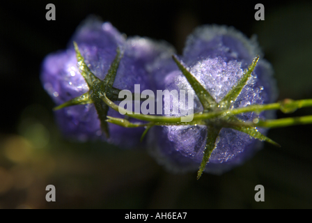 Pousykely congelé sur deux fleurs campanula scheuchzeri bell violet Banque D'Images