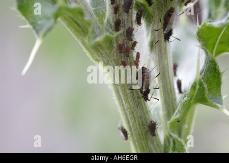 Le Puceron noir de la fève (Aphis fabae) sur une tige de chardon, UK Banque D'Images