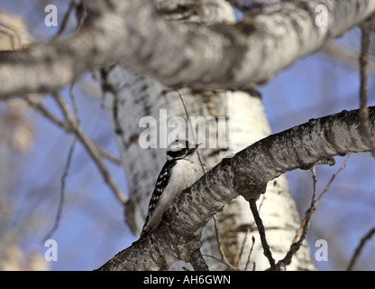 Pic mineur dans un arbre Banque D'Images