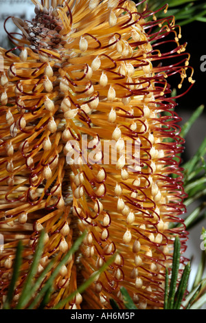 Banksia Banksia spinulosa en épingle - variété Birthday Candles Banque D'Images