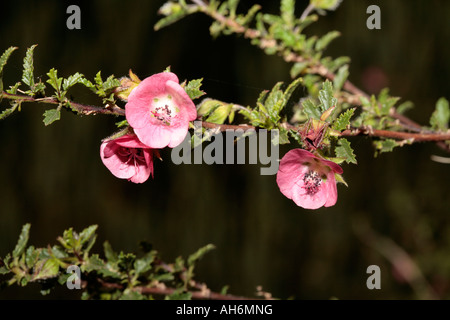 Mallow africaine/mauve du Cap/Faux Nain mauve// Hibiscus mauve/Sandrose poilue - Anisodontea scabrosa Banque D'Images