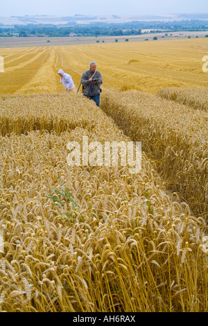 agroglyphes Banque D'Images