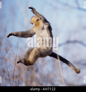 Les jeunes golden snub nosed monkey sautant Banque D'Images