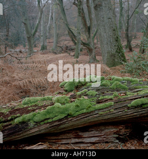 Moss sur fallen log Banque D'Images