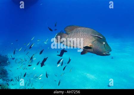 Egypte MER ROUGE SHARM EL SHEIKH NAPOLEONFISH NAPOLÉON Cheilinus undulatus AQUATIQUES PLONGÉE SUB AQUA MARINE DES RÉCIFS CORALLIENS CYCLONE MV Banque D'Images