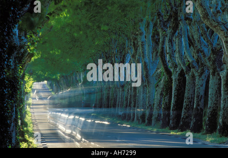 Avenue d'arbres nr St Remy de Provence Provence France Banque D'Images