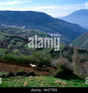 Un agriculteur labourant sur des terrasses qui utilisent des équias anciens pour Irrigation sur les collines de Bubion à flanc de colline Capileira Andalousie dans le sud de l'Espagne KATHY DEWITT Banque D'Images
