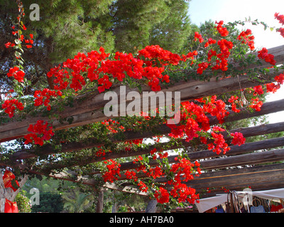 Sur Bougainvillea pergola à Ibiza Espagne Banque D'Images