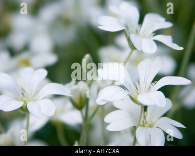 Close up of white Cerastium fleurs Tapis d'argent, de la neige en été Banque D'Images