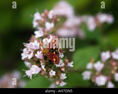 Pyrausta Purpuralis (purpurmott, menthe) papillon sur la floraison du thym Banque D'Images