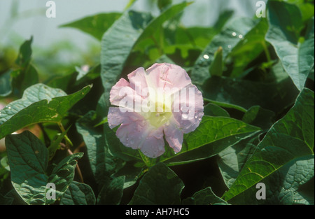 Commune de fleur rétro Morning Glory avec gouttes de Banque D'Images