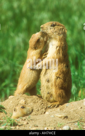 Chien de prairie family group Banque D'Images