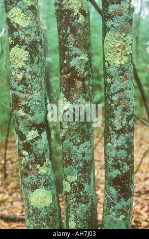 Trois troncs couverts de lichens dans Banque D'Images