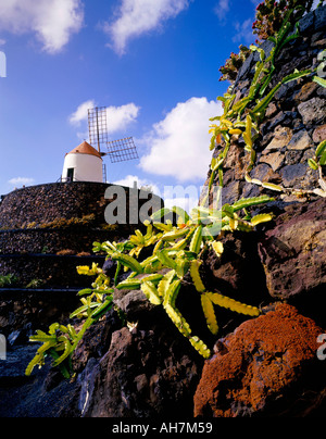 Cactus et moulin au Jardin de los Cactus Cesar Manrique, œuvre d'art Lanzarote Iles Canaries Espagne Europe de l'Atlantique Banque D'Images