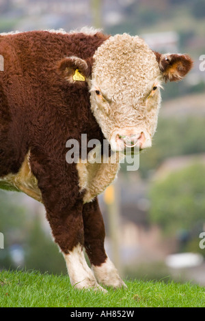 Bull à Padfield à Derbyshire Banque D'Images