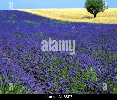 FR - ALPES-DE-HAUTE-PROVENCE : champ de lavande et d'arbre sur le Plateau de Valensole près de Montagnac-montpezat Banque D'Images