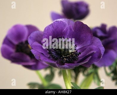 STUDIO STILL LIFE Close up d'un groupe de deep purple fleurs anémone coronaria Mona Lisa avec étamines noir Banque D'Images