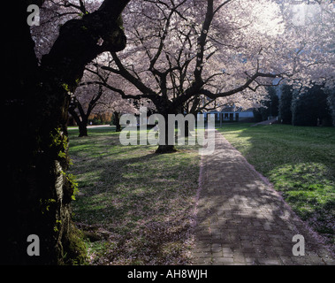 Université de Washington les cerisiers en fleurs de printemps sur le campus de l'État de Washington Seattle USA Banque D'Images
