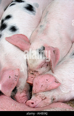 Gloucester vieux Spot porcelet dormir dans une porcherie,Portadown, County Armagh, en Irlande du Nord Banque D'Images