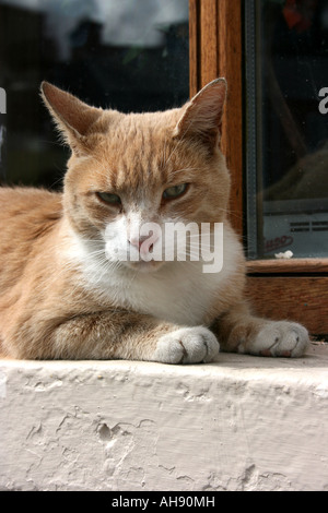 Cat lying on window sill Banque D'Images