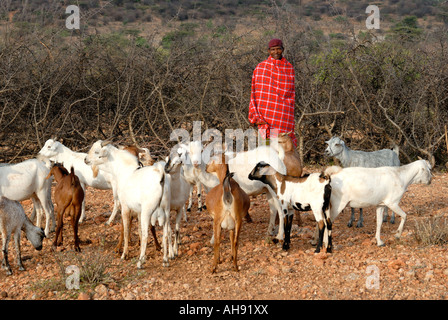 Un Samburu homme avec un troupeau de chèvres près de la réserve nationale de Samburu, Kenya Afrique de l'Est Banque D'Images